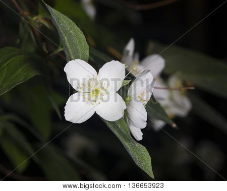 White flowers on mock-orange shrub with bokeh background macro selective focus shallow DOF
