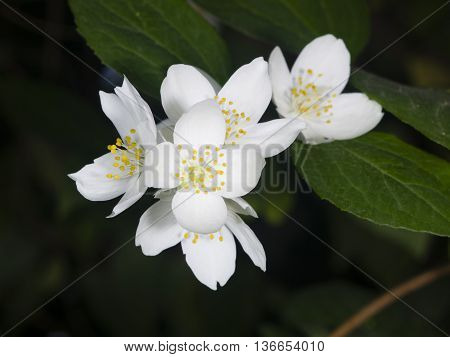 White flowers on mock-orange shrub with bokeh background macro selective focus shallow DOF