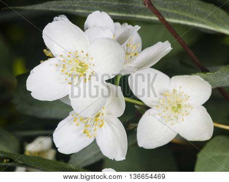 White flowers on mock-orange shrub with bokeh background macro selective focus shallow DOF