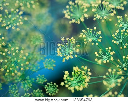 Fennel Foeniculum vulgare . Best for medium scale or smaller.