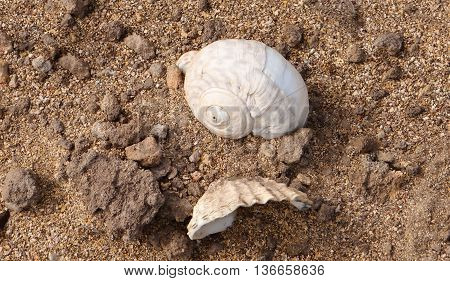 two shells resting on the brown sand in Warrnambool, Victoria, Australia