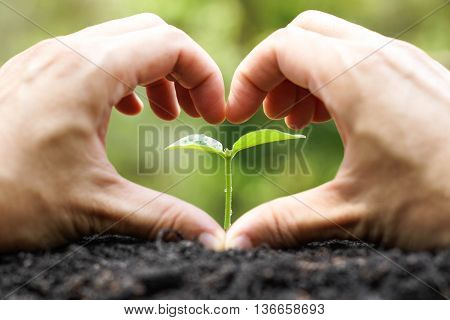 Hand forming a heart shape with a small plant / Love and protect nature