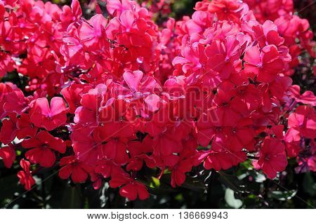flowers and blossoms in a park in germany