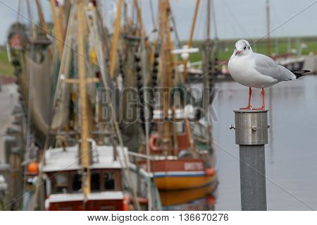 the Harbour of greetsiel in eastern frisia