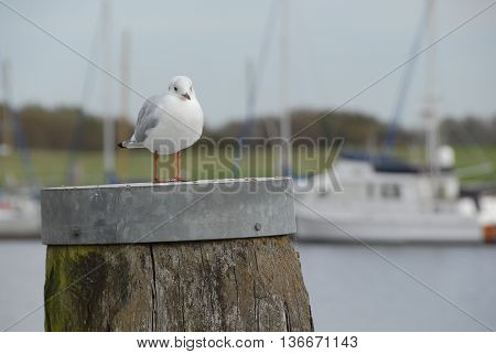 the Harbour of greetsiel in eastern frisia
