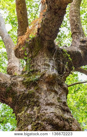 a large tree in park without bark