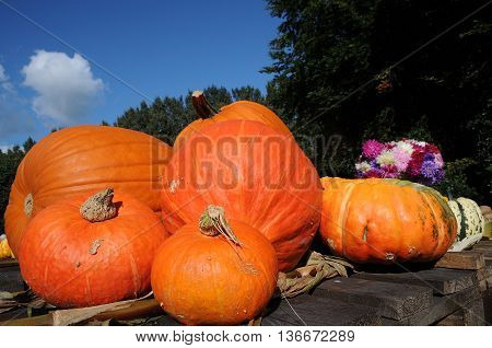 many pumpkins in Germany a thanksgivin day