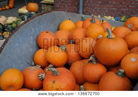 many pumpkins in Germany a thanksgivin day