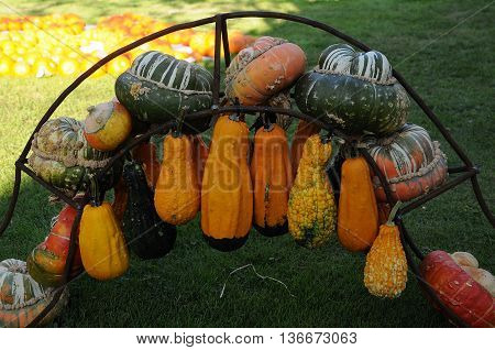 many pumpkins in Germany a thanksgivin day