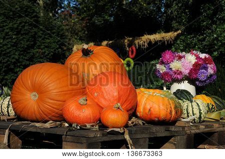 many pumpkins in Germany a thanksgivin day
