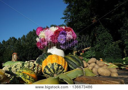 many pumpkins in Germany a thanksgivin day