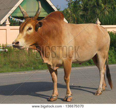 Bullfighting sport bull in training, led by the nose along a road near Ranot, Thailand