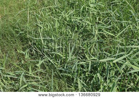 lush untrimmed green grass, behind a school near Ranot, Thailand