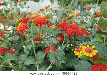 Colorful Flowers