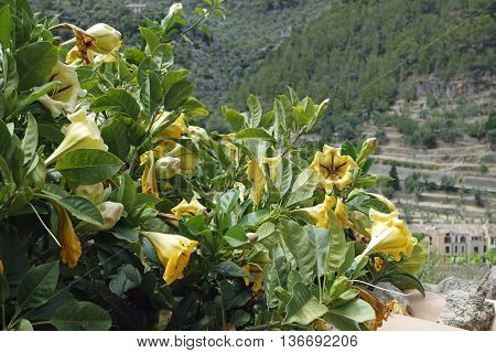 Colorful Flowers