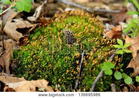 moral mushroom fungus springtime woods leaves moss