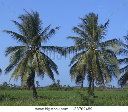 two coconut trees in a rice field with blue sky, near Ranot, Thailand