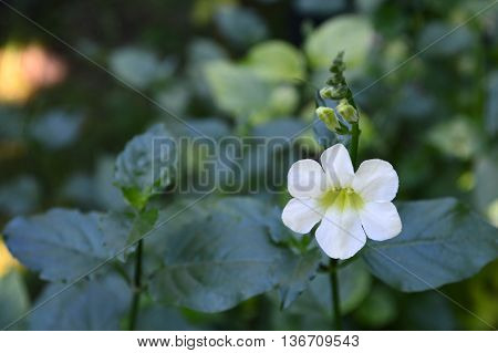 White Chinese violet, Asystasia sp, Family Acanthaceae, Central of Thailand