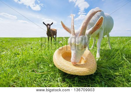 Two goats on a green meadow with a straw hat