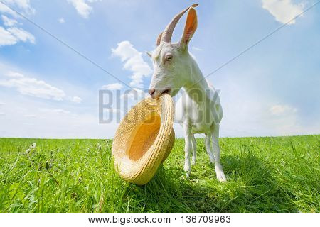 White goat on a green meadow with a straw hat