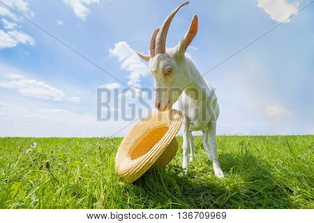 White goat on a green meadow with a straw hat