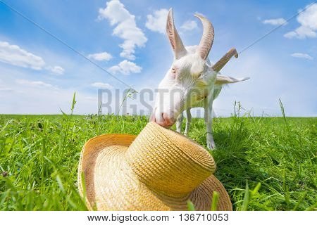White goat on a green meadow with a straw hat