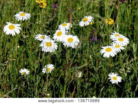Leucanthemum vulgare, the ox-eye daisy, or oxeye daisy, is a flowering plant native to Europe and parts of Asia.  It has been also introduced to North America, Australia, and New Zealand.