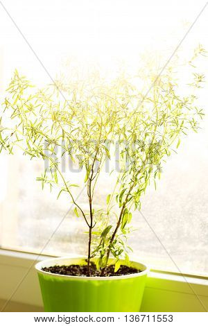 Savory in green pot on the sill - home garden