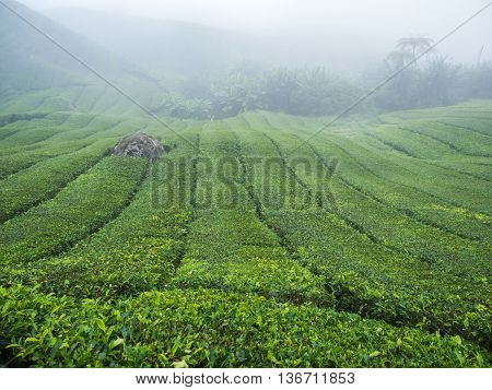 Boh Tea plantation in Cameron highlands Malaysia