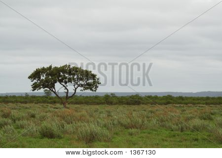 Afrikanische Landschaft