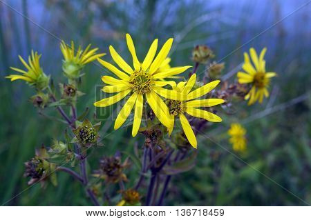 A prairie rosinweed (Silphium integrifolium), also known as the whole-leaf rosinweed and the entire-leaf rosinweed, blooms next to a small lake in Shorewood, Illinois during August.