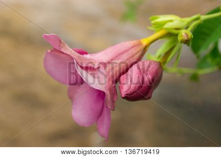 Pink Allamanda Flowers In Nature On Green Background