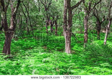 fern floor in a Sardinian forest Italy
