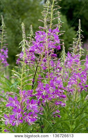 in the photo beautiful plant Ivan-tea (Epilobium angustifolium)