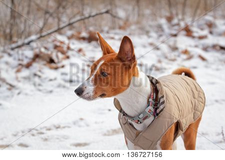 Basenji Dog Walks In The Field
