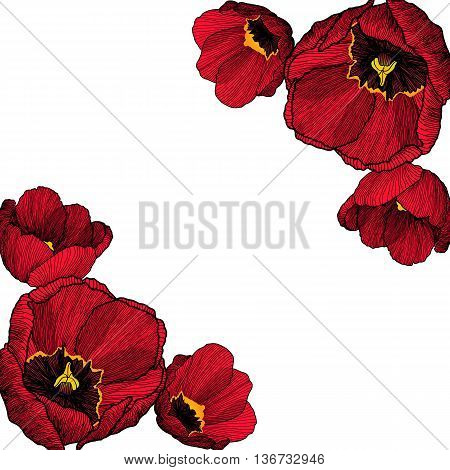 Vector Frame Corners With Hand Drawn Tulips