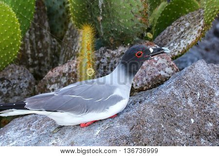Swallow-tailed Gull On Genovesa Island, Galapagos National Park, Ecuador