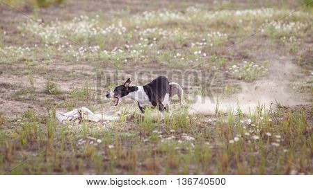 Coursing. Dogs Whippet finish lacks the lure. Camomile field on a sunny day