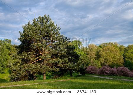 Park with trees and flowering shrubs of tamarisk under cloudy sky