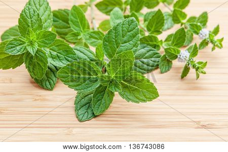 Closeup Fresh Peppermint Leaves And Peppermint Flower From The Garden On Bamboo Cutting Board . Shal
