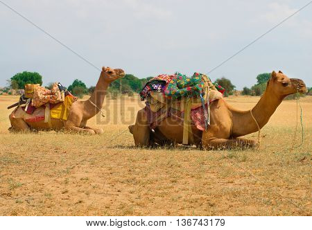 A Camels In Desert,jaisalmer, India