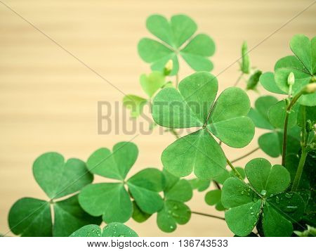 Close Up Clovers Leaves For Background .the Symbolic Of Clover The First Is For Faith, The Second Is