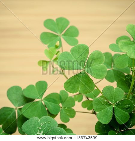 Close Up Clovers Leaves For Background .the Symbolic Of Clover The First Is For Faith, The Second Is