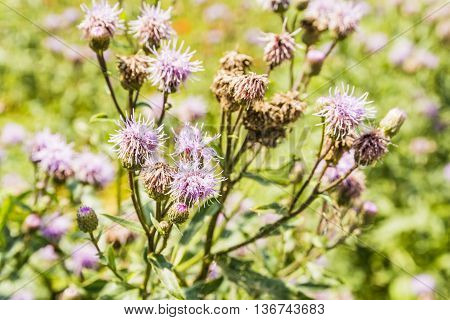 Cirsium Arvense (l.) Scop..