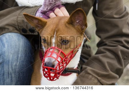 Basenji Dog In A Muzzle For Coursing
