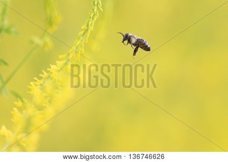 little bee flies to the yellow flowers of sweet clover for nectar