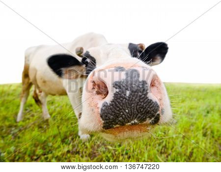 Curious amusing cow with funny big snout and natural background