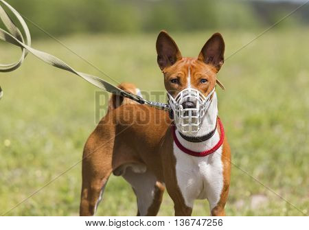 Basenji Dog In A Muzzle For Coursing.