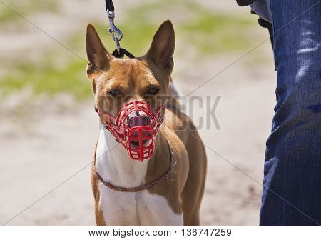 Basenji Dog In A Muzzle For Coursing.