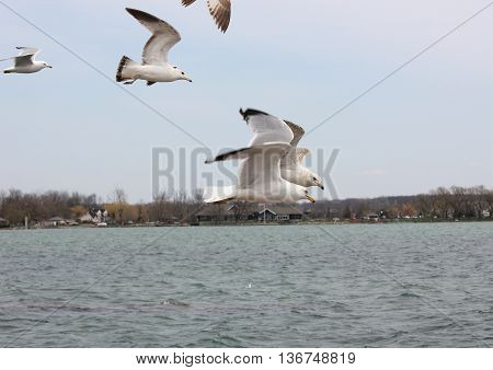 Sea Gulls in a flock flying over Lake Canandaigua in New York
